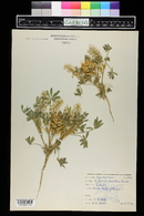 Lupinus pusillus image