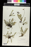 Oxytropis deflexa image