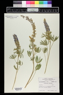 Lupinus caudatus image