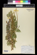 Lupinus argenteus image