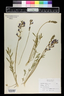 Oxytropis lambertii image