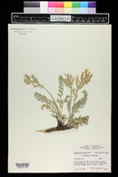 Oxytropis sericea image