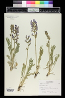 Oxytropis sericea image