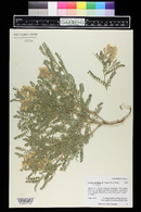 Sophora nuttalliana image