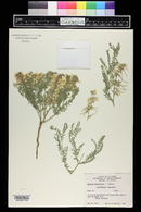 Sophora nuttalliana image