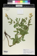 Thermopsis montana image