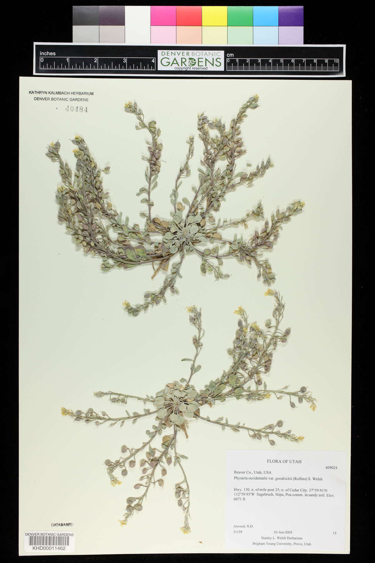 Physaria occidentalis var. goodrichii image