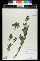 Phacelia petrosa image