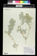 Atriplex hymenelytra image