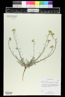 Physaria rectipes image