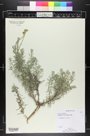 Helichrysum italicum image