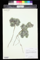 Phlox hoodii subsp. hoodii image