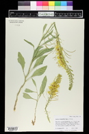 Stanleya pinnata var. integrifolia image