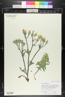 Crepis occidentalis image