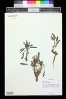 Pedicularis centranthera image