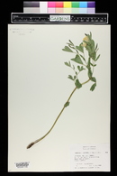 Thermopsis rhombifolia image