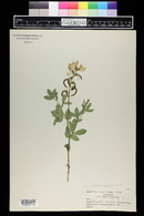 Thermopsis rhombifolia image