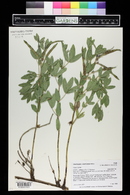 Thermopsis rhombifolia image