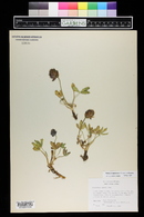 Trifolium salictorum image