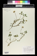 Trifolium repens image