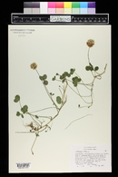 Trifolium repens image