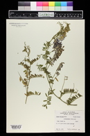 Vicia villosa image