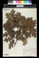 Quercus gambelii image