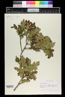 Quercus gambelii image