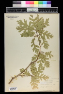 Quercus gambelii image