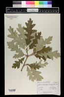 Quercus gambelii image