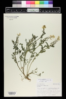 Corydalis aurea image