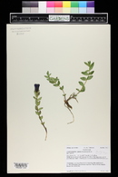 Gentiana parryi image