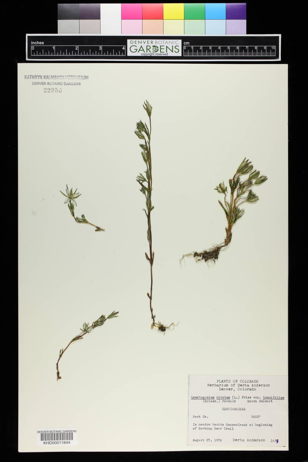 Lomatogonium rotatum image