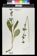 Swertia perennis image