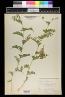 Vicia americana image