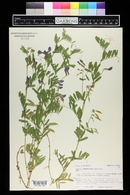 Vicia americana image