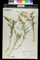 Astragalus bisulcatus image