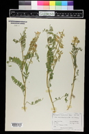 Astragalus bisulcatus image