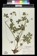 Geranium caespitosum image