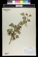 Ribes aureum image