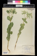 Euphorbia marginata image