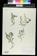 Astragalus alpinus image