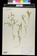 Astragalus alpinus image