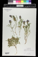 Astragalus agrestis image