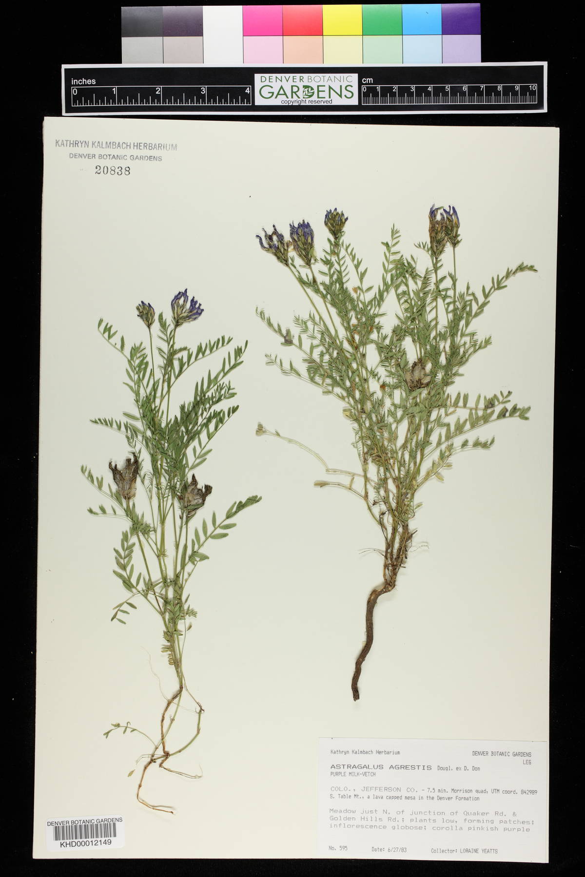 Astragalus agrestis image