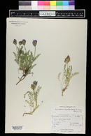 Astragalus agrestis image