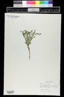 Astragalus agrestis image