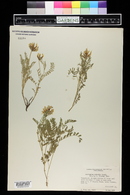 Astragalus agrestis image