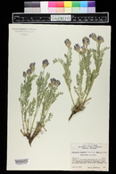 Astragalus laxmannii var. robustior image