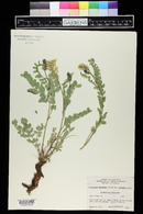 Astragalus laxmannii var. robustior image